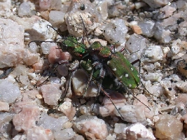 Le Tavole del Forum. Tav. I   Col. Carabidae Cicindelinae